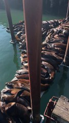 Sea Lions Squeeze Onto Dock for Naptime