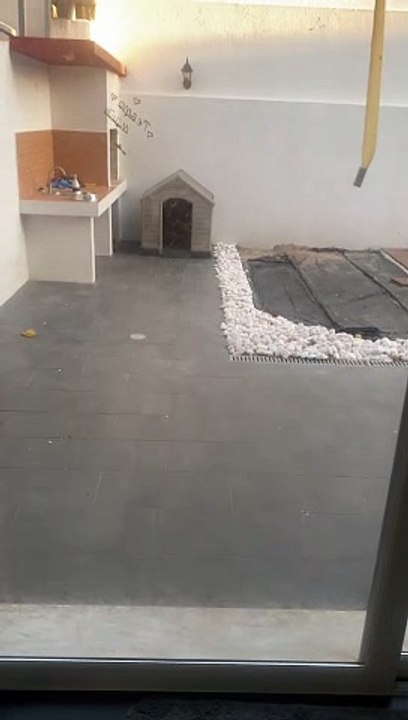 Bull Terrier Takes a Nap in Tangled Hose