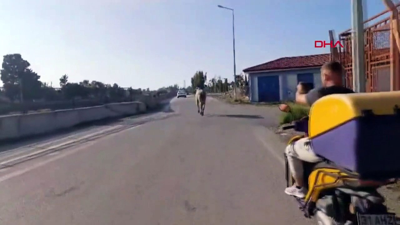 Angus, qui s'est échappé du port d'Iskenderun, a été capturé