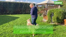 Pawsitive, l'éducation canine positive