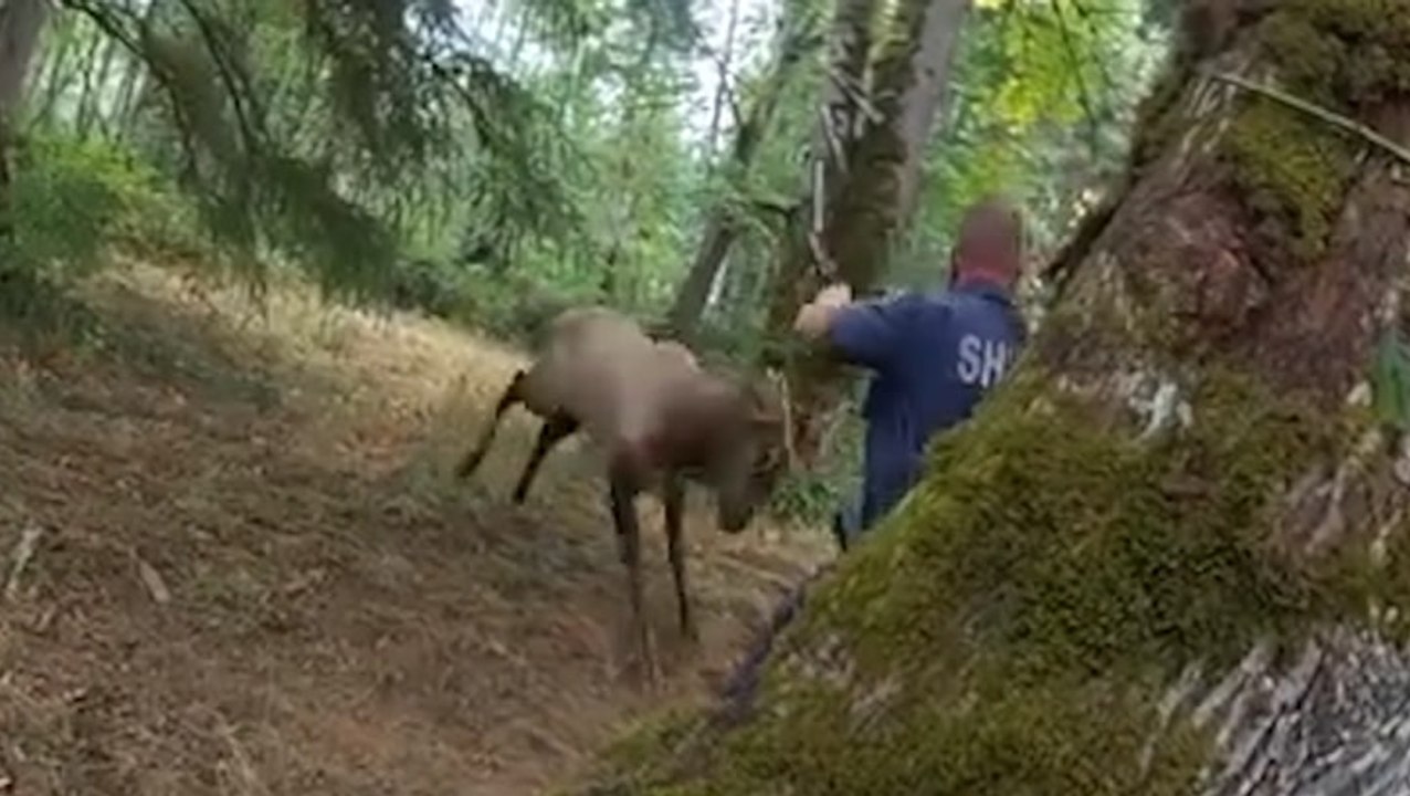 Police officer has close call with elk after trying to free its trapped antler