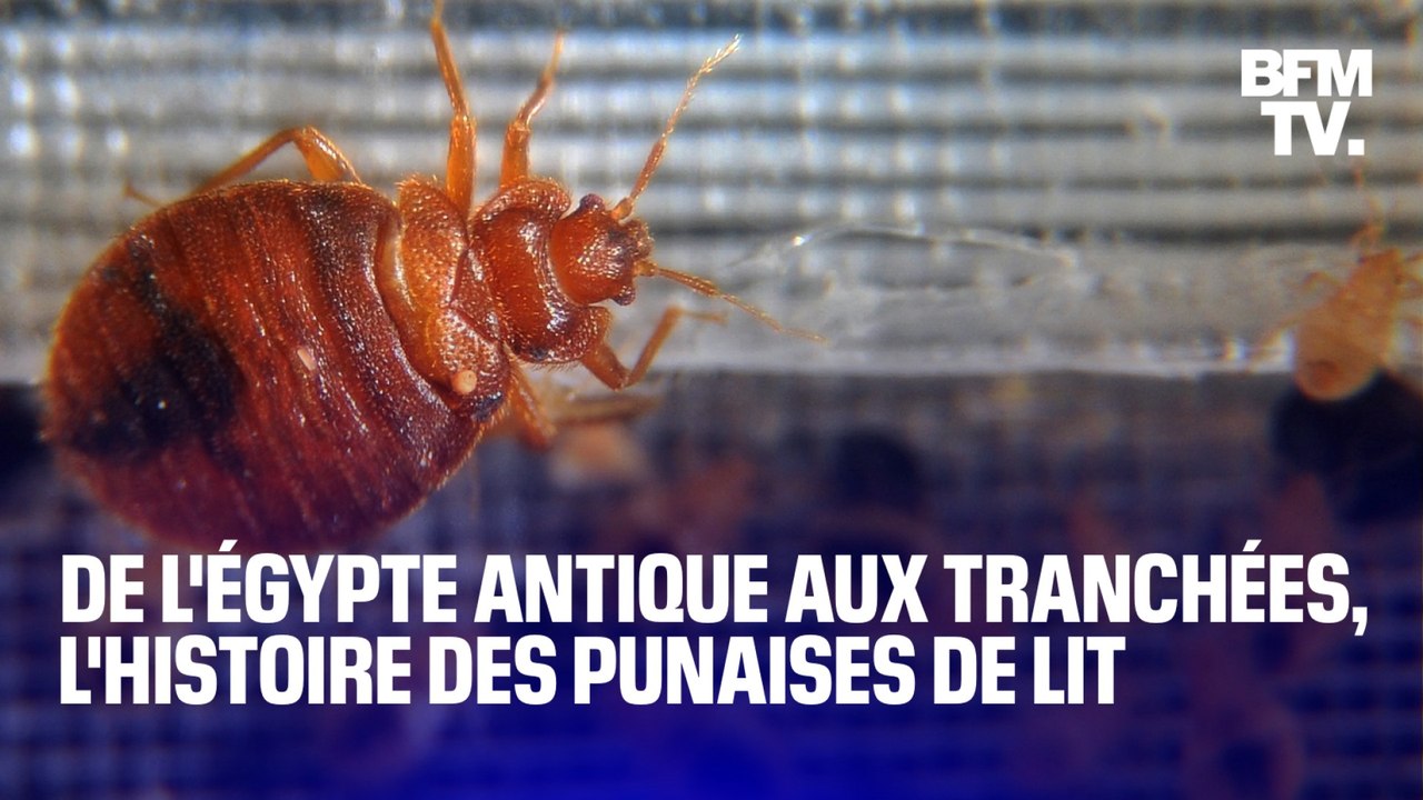 Punaises de lit: de l'Égypte antique aux tranchées, ces insectes nous accompagnent depuis des millénaires