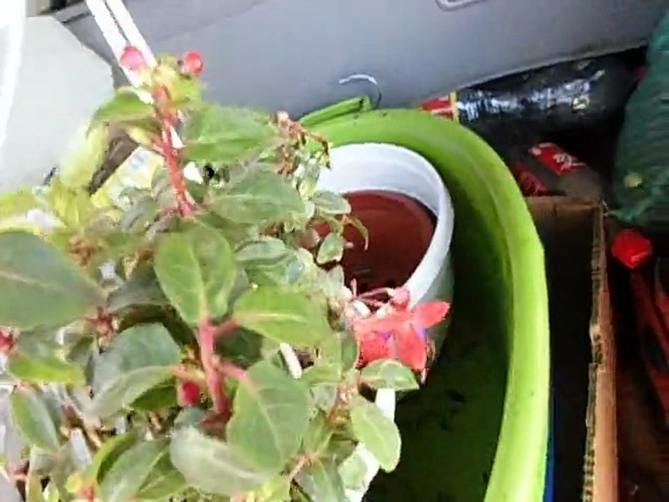 Blumen in den Mühl machte Tent Ulrich und Lotar, Vermieter -  Von der Terrasse OHNE Frist ende Sept 2023 - weitere Infos auf der Webseite: https://flower-foto-art-4-you.webnode.page/blumen-terrasse/