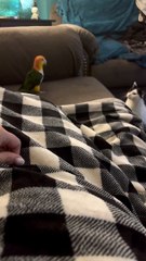 Parrot And Cat Play As Unlikely Friends