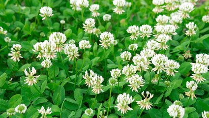 Clover Lawns Are the Landscaping Trend That Calls for Just 4 Mowings Per Year