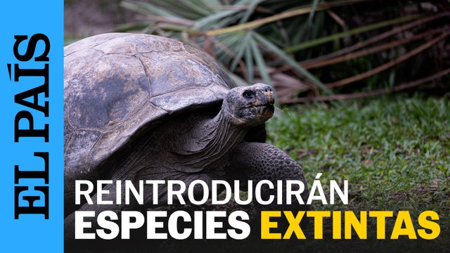 Reintroducirán especies extintas en las islas Galápagos