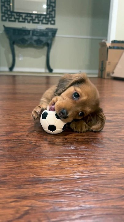 Un chiot teckel miniature joue avec une balle