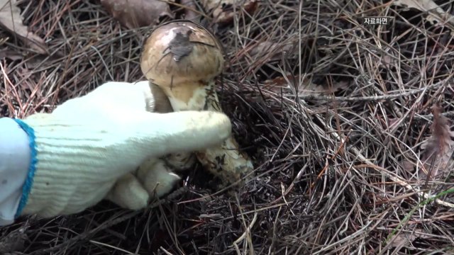 무주 야산서 버섯 따던 60대 아래로 떨어져 숨져 / YTN