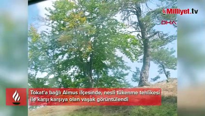 Nesli tükenme tehlikesinde! Böyle görüntülendi...