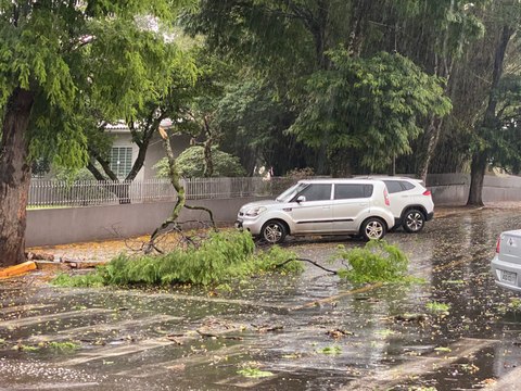 Temporal derruba árvores e afeta fornecimento de energia e água em Apucarana