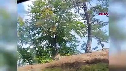 Bir ilimizde daha vaşak görüntülendi