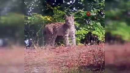Nesli tükenme tehlikesiyle karşı karşıya! Tokat'ta görüldü