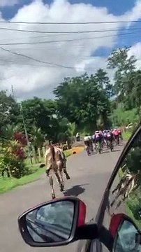 Une vache poursuit un groupe de cyclistes