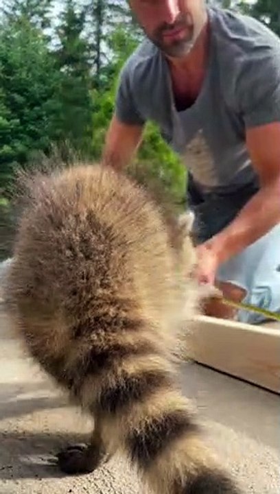 Les bébés ratons laveurs donnent un coup de main