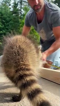 Les bébés ratons laveurs donnent un coup de main