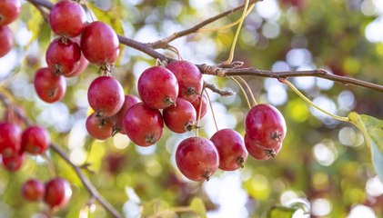 Are Crab Apples Edible?