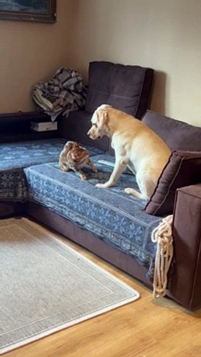 Chat et chien jouent sur le canapé