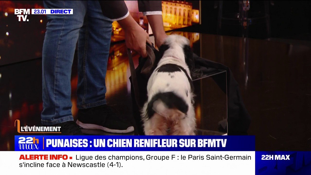 Punaises de lit: la démonstration du travail d'un chien de détection sur le plateau de 22 Max