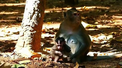 Monkey baby Alba and monkey Anna.. P3