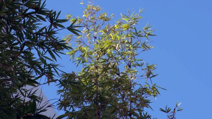 Blown Impala vs. Turbo Rotsun!