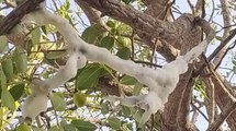 “Gelo misterioso” brotando em árvore intriga agricultores de Juazeiro do Norte, no Ceará