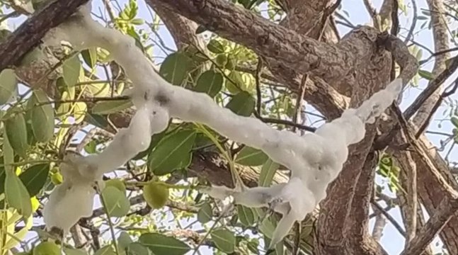 “Gelo misterioso” brotando em árvore intriga agricultores de Juazeiro do Norte, no Ceará