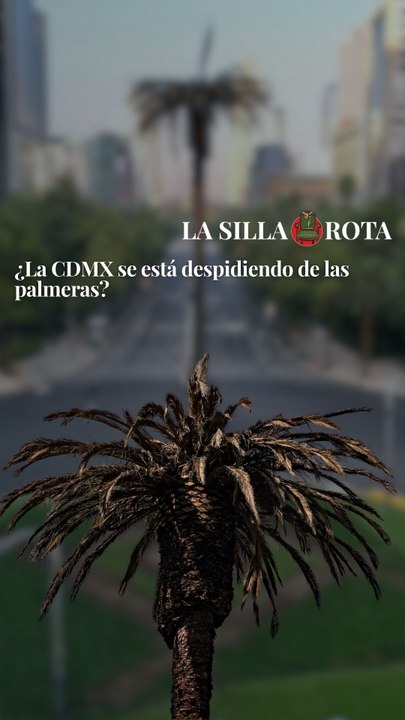 ¿La CDMX se está despidiendo de las palmeras?