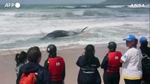 Brasile, capodoglio arenato su una spiaggia di Florianopolis