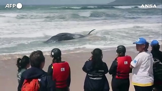 Brasile, capodoglio arenato su una spiaggia di Florianopolis