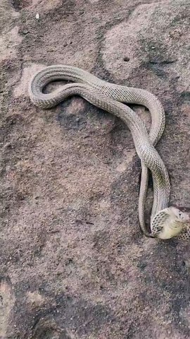 Dangerous Cobra