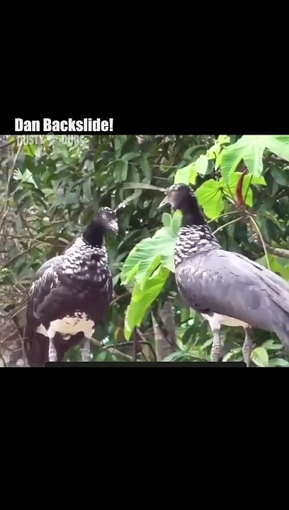 Cute Animal video part 2
