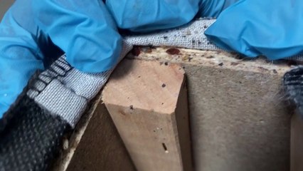 올림픽 앞둔 프랑스, 탐지견 투입해 열차 내 빈대 조사 / YTN