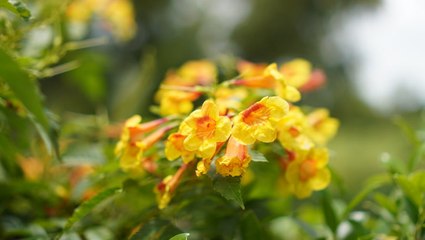 How to Plant and Grow Yellow Bells