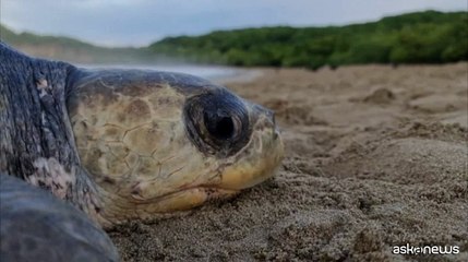 Tải video: Nicaragua, lo spettacolo delle tartarughe che depongono uova