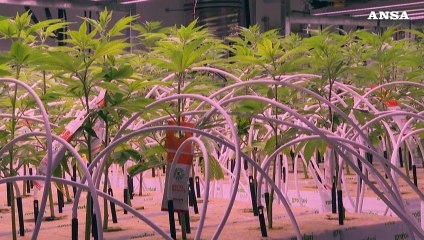 Cannabis light, da Tar ok a prodotti per uso orale