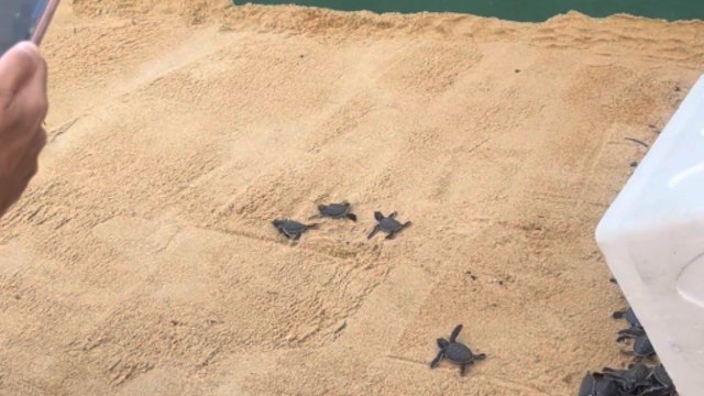 Huge crowd gathers to witness adorable Turtle Hatchlings marching toward ocean