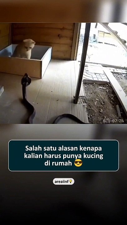 Benefits of keeping cats