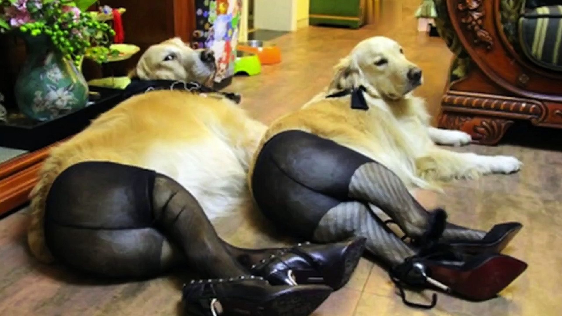 ⁣Funny Pets Compilation You Cant Stop Laughing