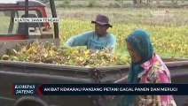 Akibat Kemarau Panjang Petani di Klaten Gagal Panen dan Merugi