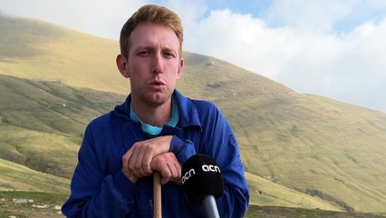 Les més de 1.500 vaques que han passat l'estiu a la muntanya de Llessui tornen cap a casa