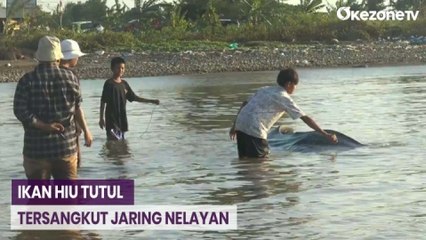 Ikan Hiu Tutul Sepanjang 6 Meter Tersangkut Jaring Nelayan