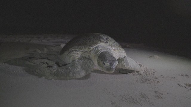 Au Yémen, les tortues manquent de mâles à cause du réchauffement climatique