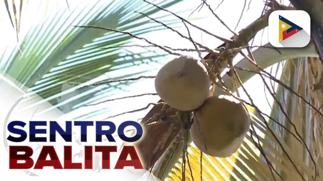 6 na pulis na sangkot sa pagkamatay ni Jemboy Baltazar, sumuko na sa PNP-CIDG