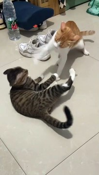 Cats Funny Fight | Cats Funny Compilation | Cats Funny Moments | Cute Pets | Funny Animals #animal #cats #satisfyingvideos #catshorts