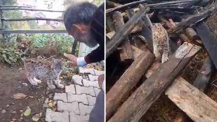 Bulup doğaya bıraktığı vaşak yavrusu, geri döndü: Köylülerin ilgi odağı oldu
