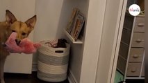 La maman parle à son bébé : son chien a une réaction qui fait rire des milliers de personnes (Vidéo)