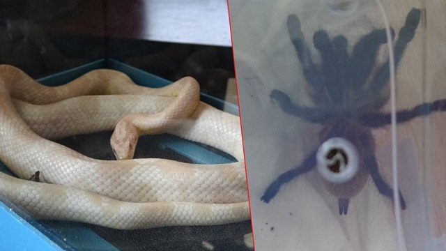 Kaçak getirdi, satmak isterken yakalandı