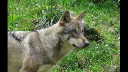 VIDEO: Un loup abattu dans l’Aveyron après de nombreuses attaques