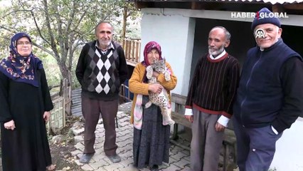 Köylülerin bulduğu vaşak yavrusu Türkiye'nin gündeminde! Yeni görüntüler: "Öptüm onu"