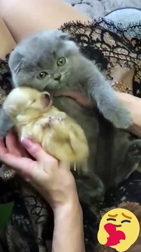 Hey one in a Million love cat Cute kitten hugs puppy shorts pets cats puppy dog